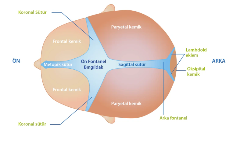 Yenidoğan bebek kafatası anatomisi ve bıngıldaklar şeması